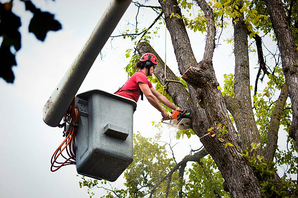 Best Tree Maintenance Programs  in South Highpoint, FL